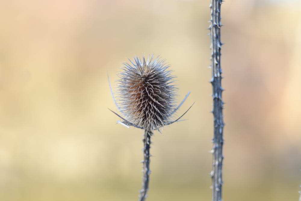 Wilde Karde (Dipsacus fullonum) | Foto: Werner Pietschmann